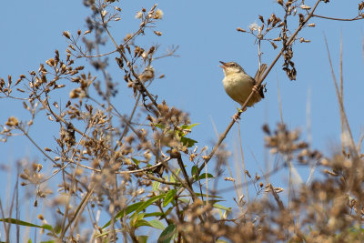 Deignans Prinia (Prinia polychroa)