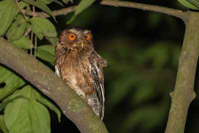 Javan Scops Owl (Otus angelinae)
