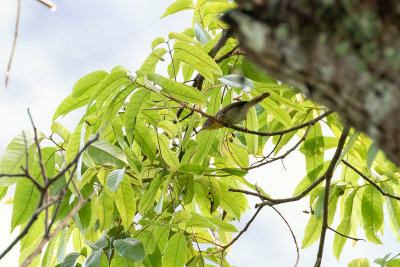 Javan Tit-babbler (Mixornis flavicollis)