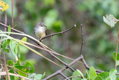 Bar-winged Prinia (Prinia familiaris)