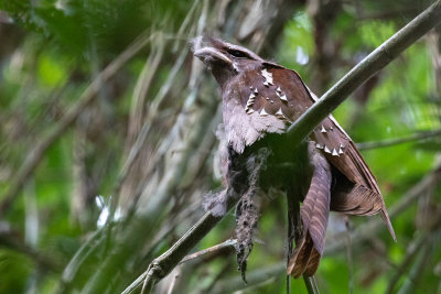 Large Frogmouth (Batrachostomus auritus)