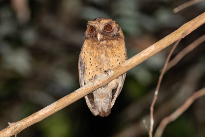 Reddish Scops Owl (Otus rufescens)