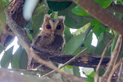 Sunda Scops Owl (Otus lempiji)