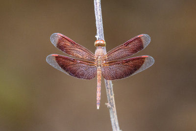 Red Grasshawk (Neurothemis fluctuans)