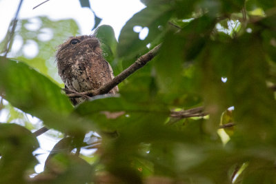 Sunda Frogmouth (Batrachostomus cornutus)