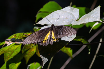 Common Birdwing (Troides helena)