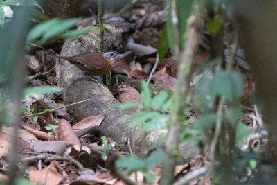 Black-capped Babbler (Pellorneum capistratum nigrocapitatus)