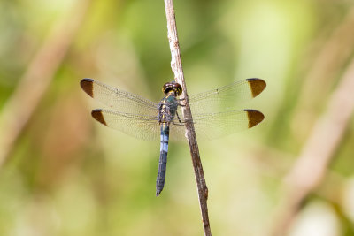 Metallic Dragonfly (Cratilla metallica)