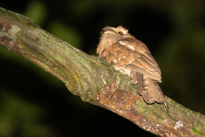 Gould's Frogmouth (Batrachostomus stellatus)