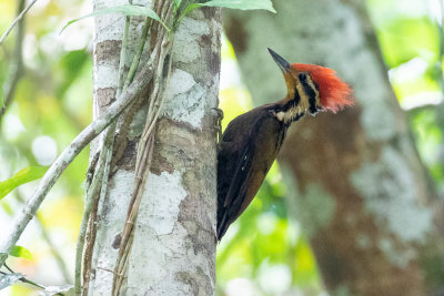Olive-backed Woodpecker (Dinopium rafflesii)