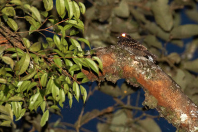 Salvadori's Nightjar (Caprimulgus pulchellus)