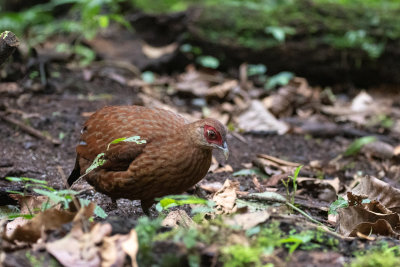 Salvadori's Pheasant (Lophura inornata inornata)