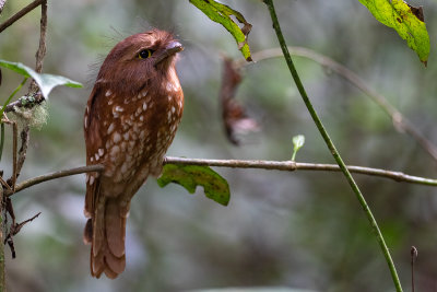 Sumatran Frogmouth (Batrachostomus poliolophus)