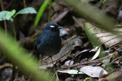 Sumatran Shortwing (Brachypteryx saturata)