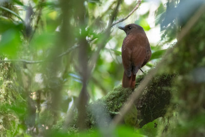 Sumatran Whistling Thrush (Myophonus castaneus)