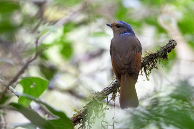 Large Niltava (Niltava grandis)