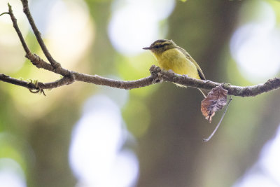 Mountain Leaf Warbler (Phylloscopus trivirgatus trivirgatus)