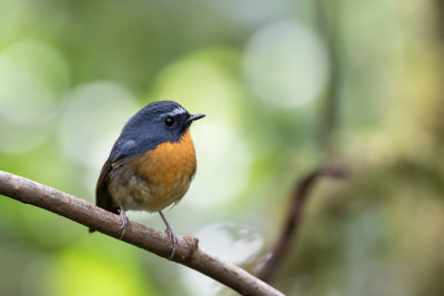 Snowy-browed Flycatcher (Ficedula hyperythra)