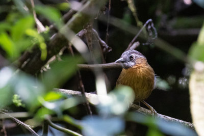 Spot-necked Babbler (Stachyris strialata)