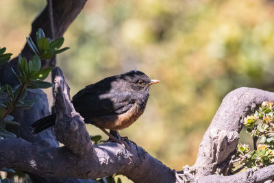 Island Thrush (Turdus poliocephalus indrapurae)