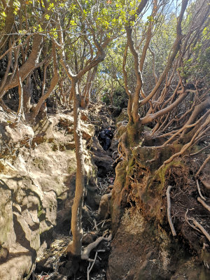 Summit trail on Gunung Kerinci