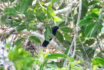 Black Scimitar Babbler (Garrulax lugubris)