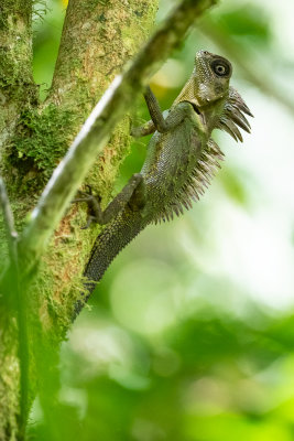 Kloss's Forest Dragon (Gonocephalus klossi)