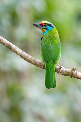 Black-browed Barbet (Psilopogon oorti)