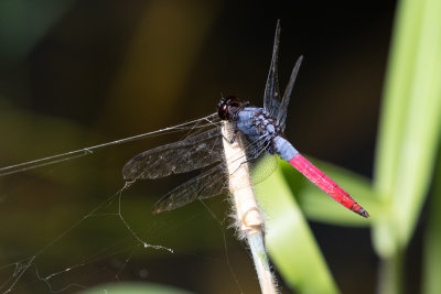 Marsh Hawk sp. (Orthetrum schneideri)