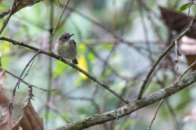 Fulvous-chested Jungle Flycatcher (Cyornis olivaceus)