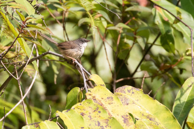 Hill Prinia (Prinia superciliaris)