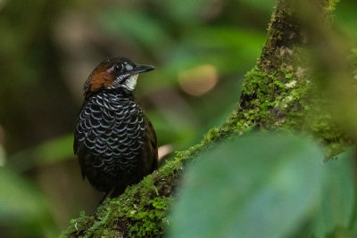 Marbled Wren-babbler (Napothera marmorata)