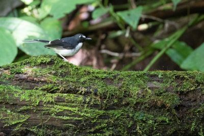 Slaty-backed Forktail (Enicurus schistaceus)