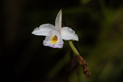 Bamboo Orchid (Arundina graminifolia)