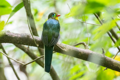 Sumatran Trogon (Apalharpactes mackloti)