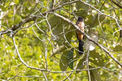 Sumatran Treepie (Dendrocitta occipitalis)