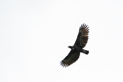 Black Eagle (Ictinaetus malaiensis)