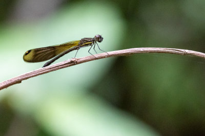 Damselfly sp.