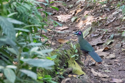 Sumatran Ground Cuckoo (Carpococcyx viridis) 