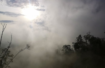 Misty forest