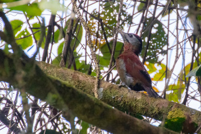 Sumatran Woodpecker (Picus dedemi)
