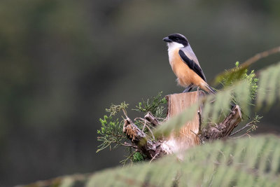 Long-tailed Shrike (Lanius schach)