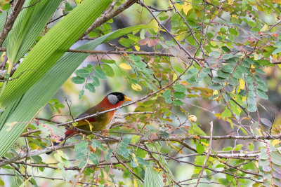 Sumatran Mesia (Leiothrix laurinae)