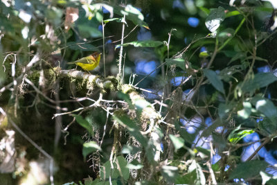 Sunda Warbler (Phylloscopus grammiceps inornatus)