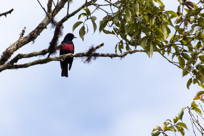 Black-and-crimson Oriole (Oriolus cruentus)