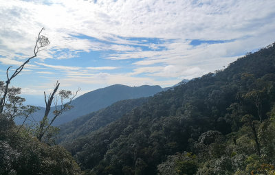 Mountain forest