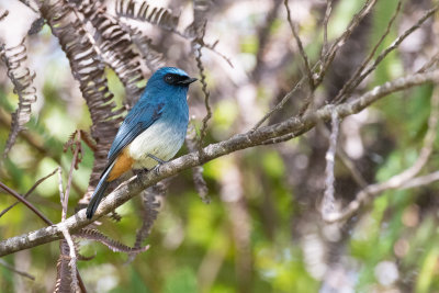 Indigo Warbling Flycatcher (Eumyias indigo)