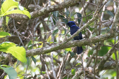 Large Niltava (Niltava grandis)