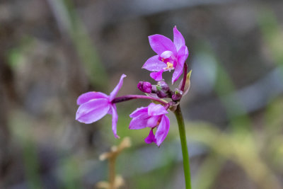 Philippine Ground Orchid (Spathoglottis plicata)