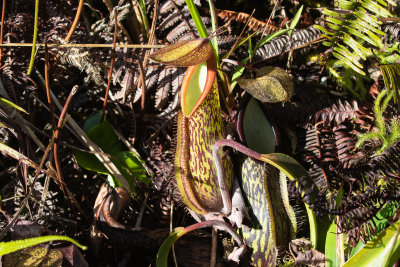 Pitcher plant (Nepenthes gymnamphora)
